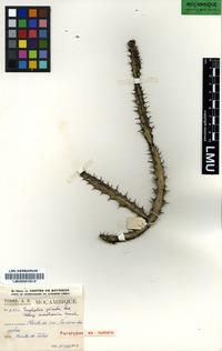 Paratype of Euphorbia griseola Pax subsp. griseola Leach [family EUPHORBIACEAE]