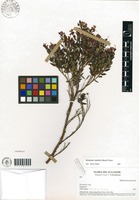 Bucquetia nigritella (Naudin) Triana [family MELASTOMATACEAE]