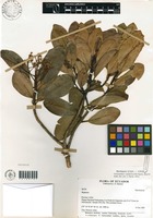 Geissanthus vanderwerffii Pipoly [family MYRSINACEAE]