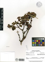 Brachyotum rotundifolium Cogn. [family MELASTOMATACEAE]