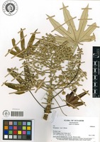 Oreopanax rosei Harms [family ARALIACEAE]