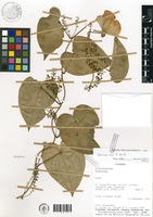 Dioscorea rosei R.Knuth [family DIOSCOREACEAE]