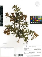 Fuchsia harlingii Munz [family ONAGRACEAE]
