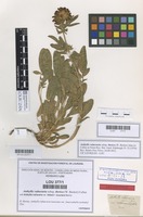 Lectotype of Anthyllis vulneraria f. luxurians Merino [family LEGUMINOSAE]