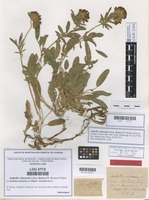 Isolectotype of Anthyllis vulneraria f. luxurians Merino [family LEGUMINOSAE]