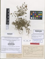 Lectotype of Trifolium repens L. f. truncatum Merino [family LEGUMINOSAE]