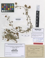 Lectotype of Trifolium repens var. subvillosum Pau ex Merino [family LEGUMINOSAE]