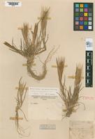 Holotype of Hordeum murinum Linnaeus, 1753 var. velutina [family POACEAE]