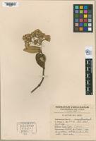 Isotype of Gynoxys cuzcoensis Cuatrecasas, 1951 [family ASTERACEAE]