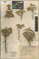 Syntype of Alternanthera cinerella Suessenguth, 1935 [family AMARANTHACEAE]
