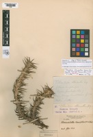 Holotype of Tillandsia chlorantha Speg. [family BROMELIACEAE]
