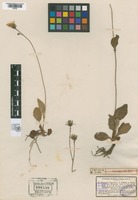 Type? of Hieracium pollichiae Sch.Bip. [family ASTERACEAE]