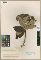 Isotype of Gynoxys hypoleucophylla Cuatrecasas, 1964 [family ASTERACEAE]