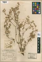 Holotype of Alternanthera australis Covas, 1943 [family AMARANTHACEAE]