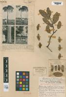 Holotype of Schinopsis balansae Engler, 1885 var. pendula [family ANACARDIACEAE]