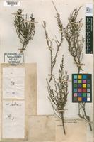 Holotype of Spirostachys olivascens Spegazzini, 1902 [family CHENOPODIACEAE]