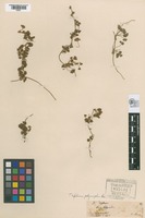 Original material of Trifolium polymorphum Poir. [family FABACEAE]