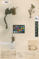 Original material of Acaena sericea Phil. [family ROSACEAE]