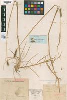 Paratype of Hordeum parodii Covas, 1951 var. araucanum [family POACEAE]