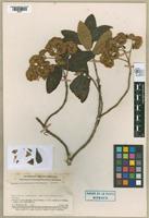 Isotype of Gynoxys malcabalensis Cuatrecasas, 1964 [family ASTERACEAE]