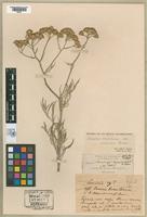 Isotype of Senecio brasiliensis (Sprengel) & Lessing, 1831 var. incanus [family ASTERACEAE]