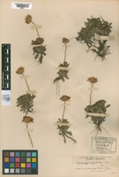 Paratype of Haplopappus glutinosus Cass. [family ASTERACEAE]