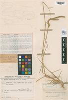 Paratype of Hordeum parodii Covas, 1951 [family POACEAE]