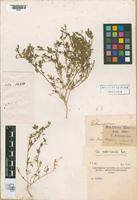 Holotype of Chenopodium scabricaule Spegazzini, 1902 [family CHENOPODIACEAE]