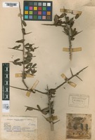 Paratype of Schinus engleri F.A. Barkley var. uruguayensis F.A. Barkley [family ANACARDIACEAE]