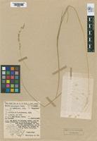 Isotype of Melica arzivencoi Valls, 1973 & Barcellos, 1973 [family POACEAE]