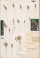 Holotype of Chenopodium scabricaule Spegazzini, 1902 var. pusilla [family CHENOPODIACEAE]