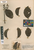 Isotype of Banisteriopsis inebrians Morton [family MALPIGHIACEAE]