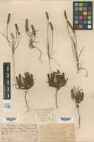Original material of Plantago patagonica Jacq. [family PLANTAGINACEAE]