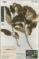 Holotype of Gynoxys fabrisii Cabrera, 1974 [family ASTERACEAE]