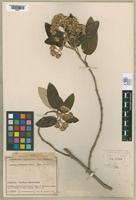 Isotype of Gynoxys subcinerea Cuatrecasas, 1950 [family ASTERACEAE]