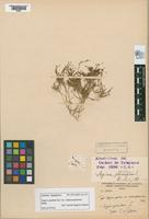 Holotype of Sagina apetala Arduino, 1764 var. melanopotamica [family CARYOPHYLLACEAE]