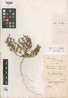 Holotype of Chenopodium scabricaule Spegazzini, 1902 var. robusta [family CHENOPODIACEAE]