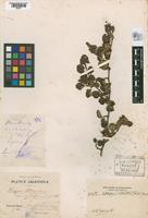 Isotype of Nothofagus antarctica (Forster, 1871) & Oersted, 1871 var. subalpina [family NOTHOFAGACEAE]