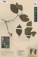 Isotype of Banisteriopsis inebrians Morton [family MALPIGHIACEAE]