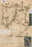 Holotype of Gomphrena radiata Pedersen [family AMARANTHACEAE]