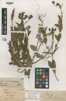 Original material of Verbena rigida Spreng. [family VERBENACEAE]