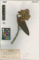 Holotype of Gynoxys tablaensis Cabrera, 1952 [family ASTERACEAE]