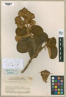 Isotype of Gynoxys tomentosissima Cuatrecasas, 1964 [family ASTERACEAE]