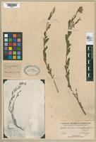 Isotype of Senecio leucanthemifolius Philippi, 1873 [family ASTERACEAE]