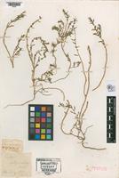 Holotype of Suaeda patagonica Spegazzini, 1897 [family CHENOPODIACEAE]