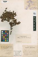 Isosyntype of Nothofagus antarctica (Forster, 1871) & Oersted, 1871 var. palustris [family NOTHOFAGACEAE]