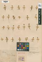 Syntype of Plantago patagonica Jacquin, 1786 var. minuscula [family PLANTAGINACEAE]