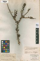 Holotype of Schinus polygamus (Cavanilles, 1937) & Cabrera, 1937 f. australis [family ANACARDIACEAE]