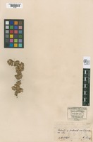 Original material of Guilleminea densa (Humb. & Bonpl. ex Schult.) Moq. [family AMARANTHACEAE]