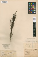 Original material of Scoparia hassleriana Chodat [family SCROPHULARIACEAE]